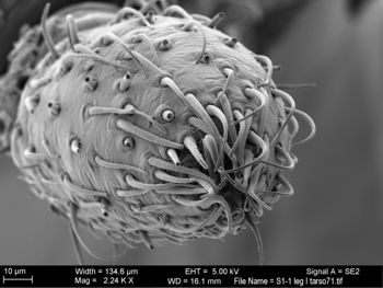 Media type: image; Invertebrate Zoology 131275